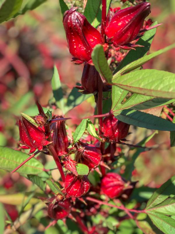 2 Roselle Hibiscusjpg